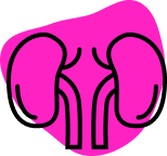pink kidneys graphic