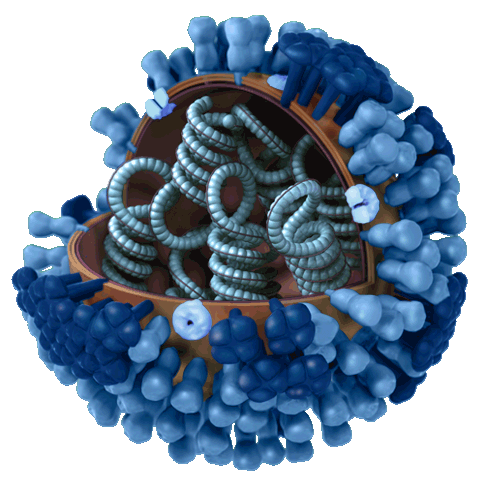 3d flu virus graphic
